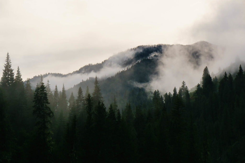 Moody Idaho forest above the Selway.